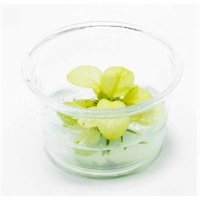 Анубиас нана Марбл (меристемное растение), d 6,5 см